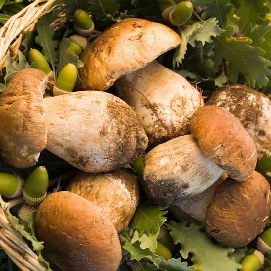 Cesto di funghi porcini freschi tra foglie di quercia e ghiande