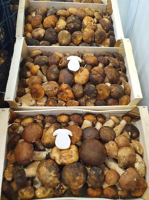 Cassette di funghi porcini freschi